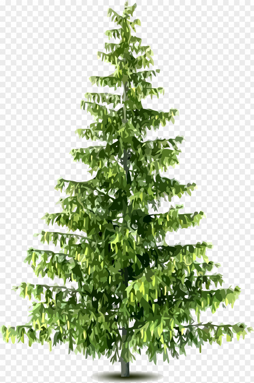 Fir-tree Tree Pine Clip Art PNG