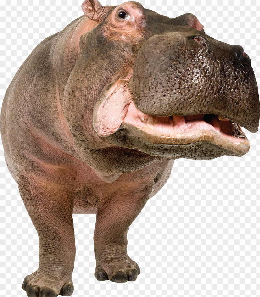 Hippo Pygmy Hippopotamus Stock Photography Gorgops Illustration PNG