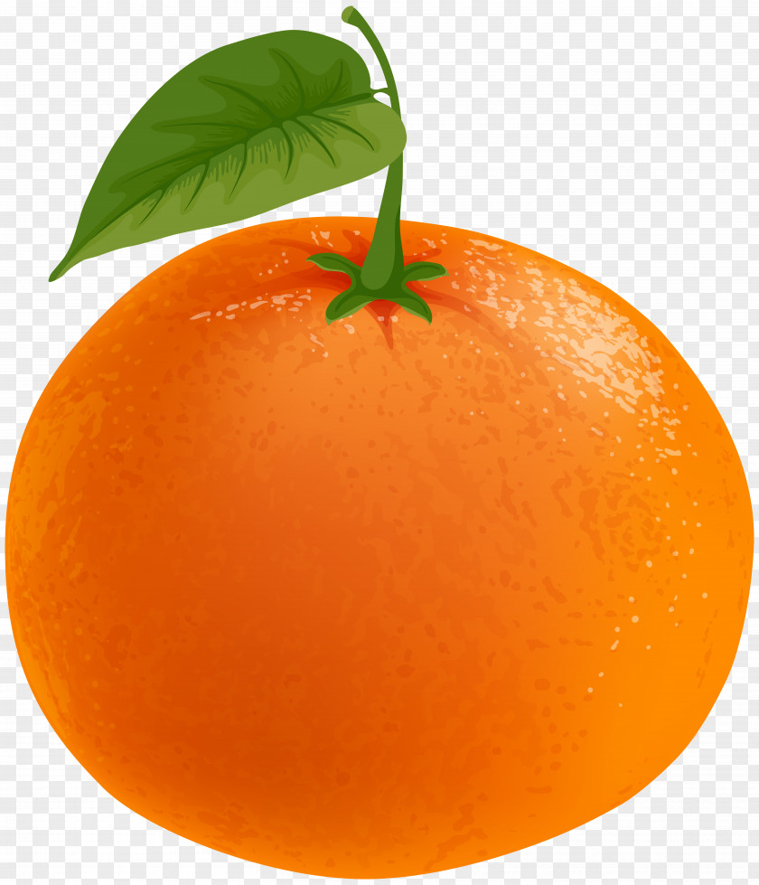 Mandarin Transparent Clip Art Clementine Tangerine Tangelo Grapefruit Orange PNG