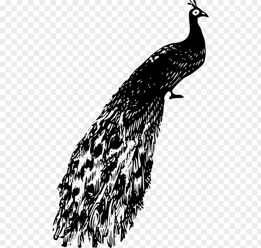 Peacock Clip Art PNG