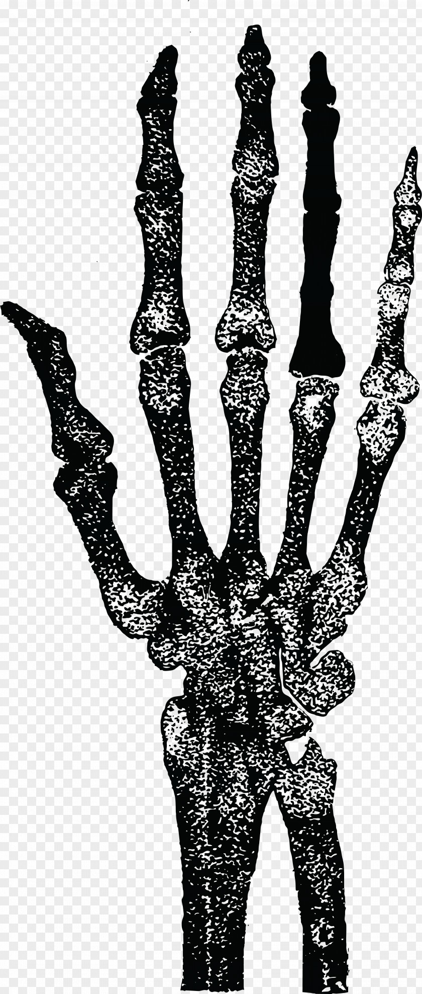 Skeleton Human Finger Hand Anatomy PNG