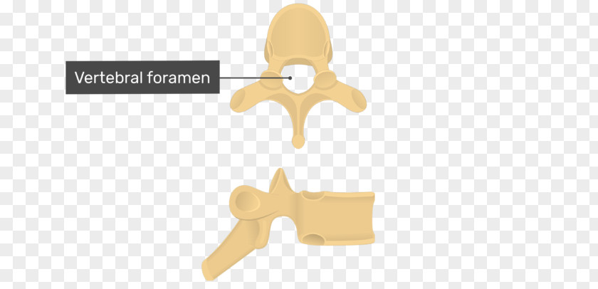 Thoracic Vertebrae Human Vertebral Column Lumbar PNG