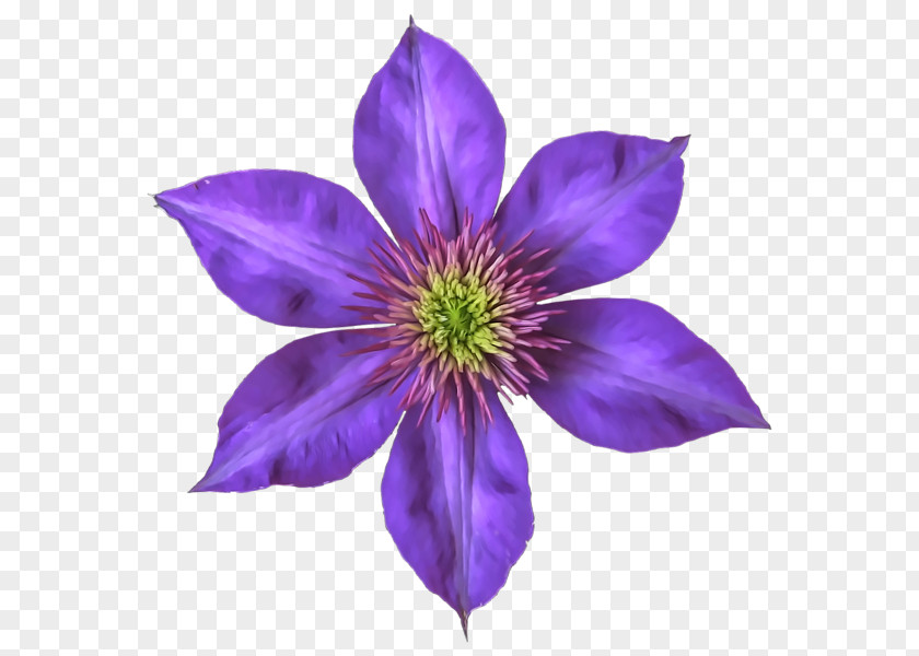 Clematis Drawing Art PNG