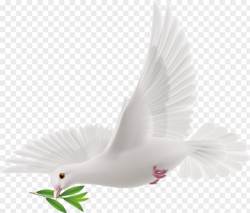 Peace Dove Decorative Design Vector PNG