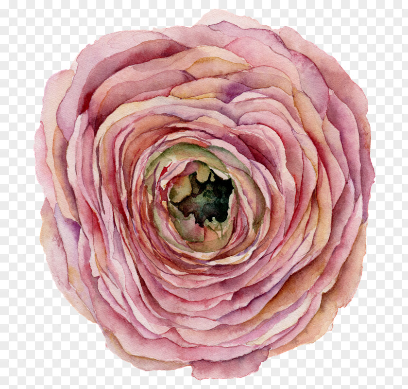 Rose Order Flowering Plant Watercolor Pink Flowers PNG