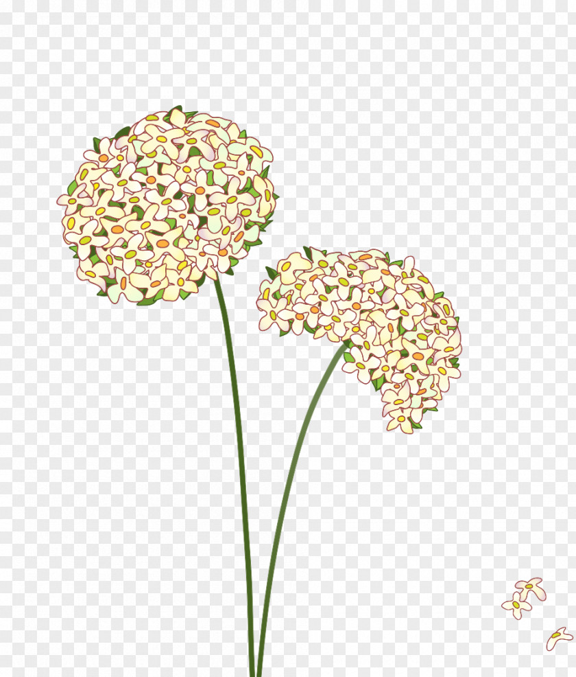 Dandelion Plant Material Common Royalty-free Illustration PNG