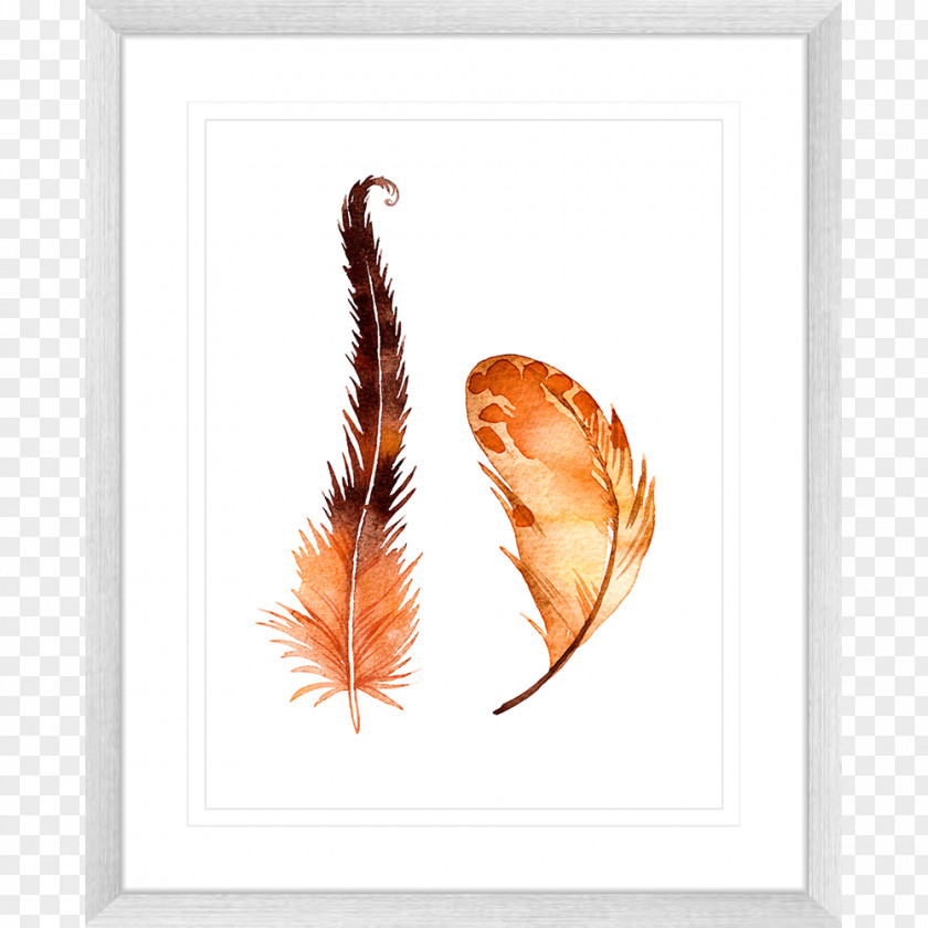 Feather Picture Frames Printing Color PNG