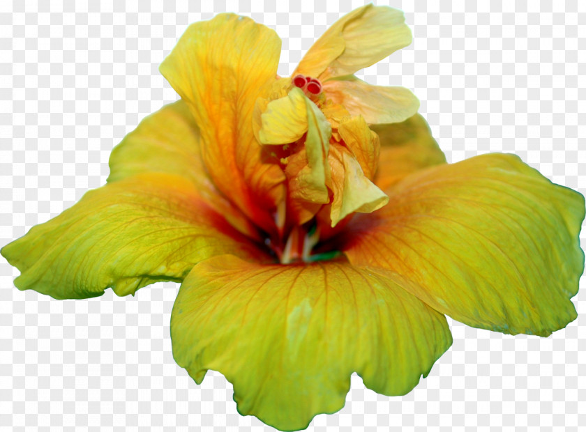 Gold Yellow Hibiscus Soobshchestvo 