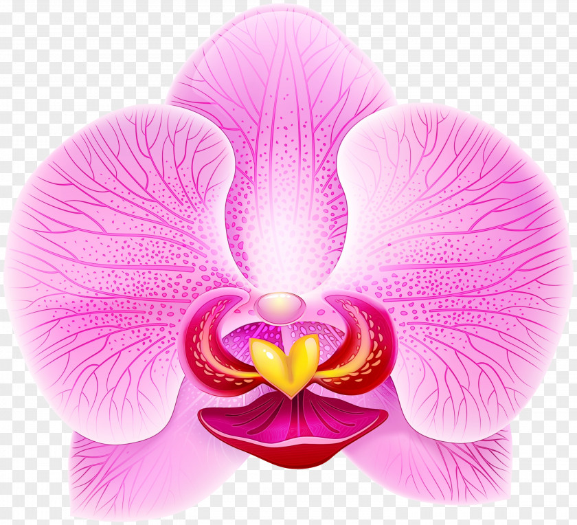 Magenta Plant Flowering Petal Flower Moth Orchid Pink PNG