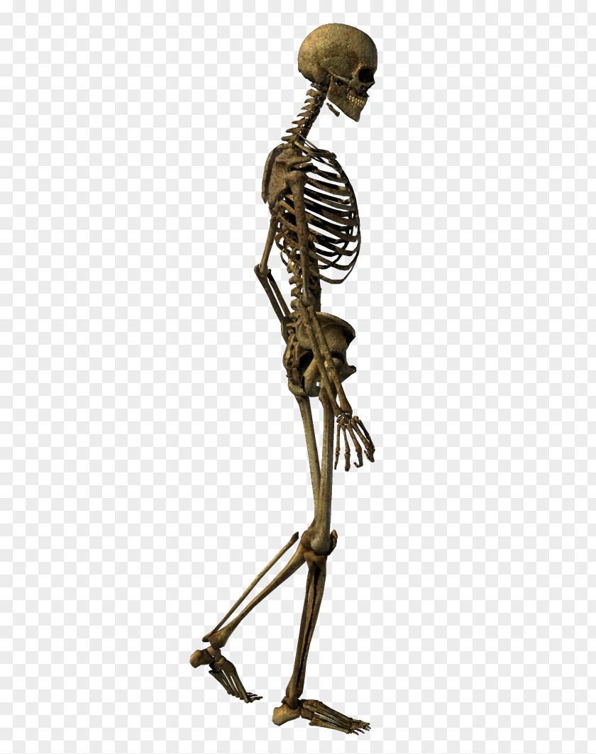 Skeleton Human Bone Homo Sapiens Skull PNG