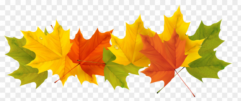 Transparent Fall Leaves Picture Spain Weather Season Spanish Winter PNG
