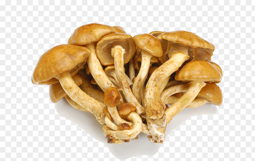 Fresh Wild Mushroom Junk Food Pholiota Microspora Shiitake PNG