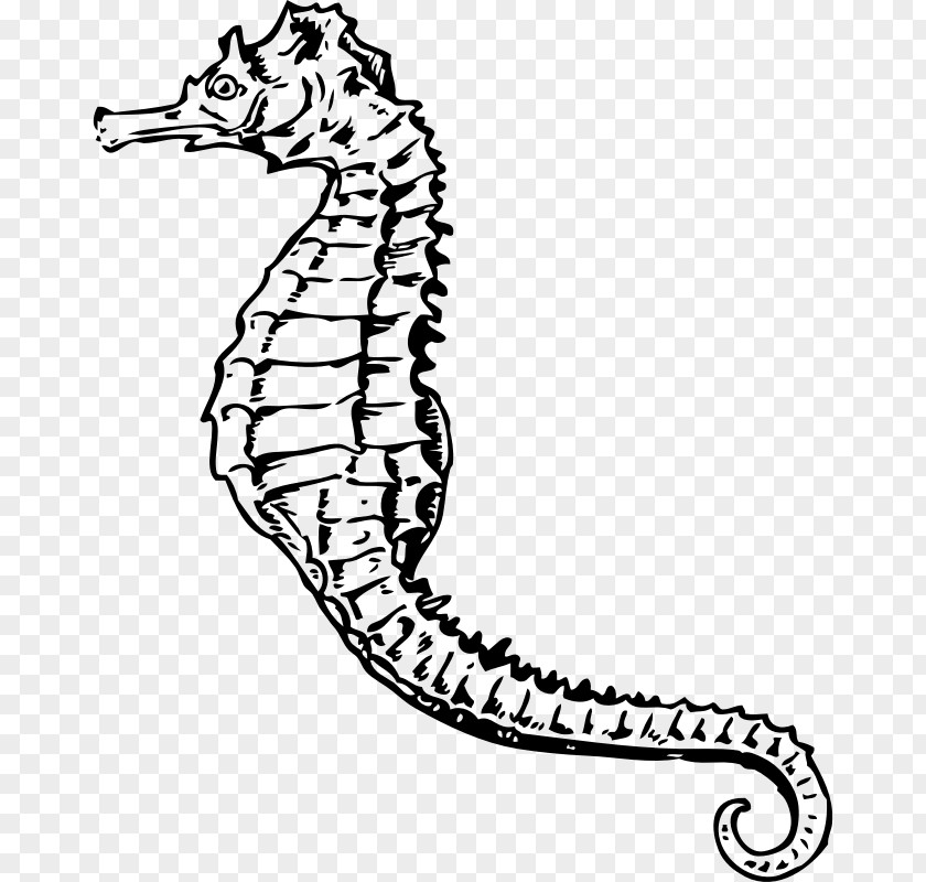 Horse Drawing White's Seahorse Clip Art PNG