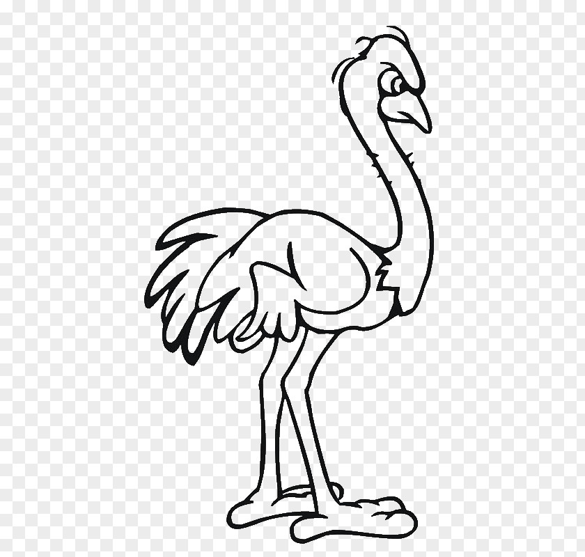 Ostrich Common Drawing Cartoon Clip Art PNG