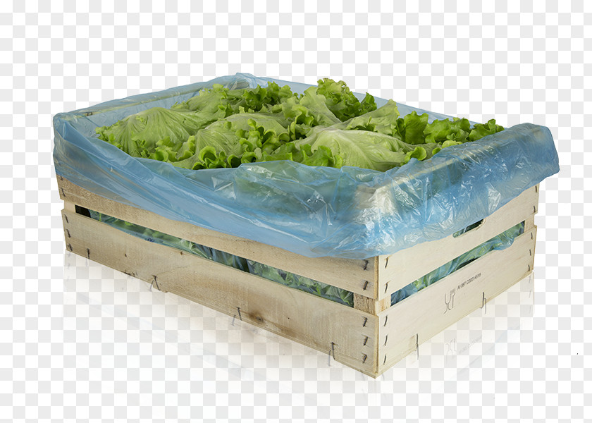 Rapa Romaine Lettuce Plastic Herb PNG