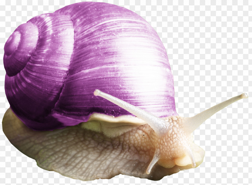 Snails Sea Snail Orthogastropoda Escargot Tree PNG