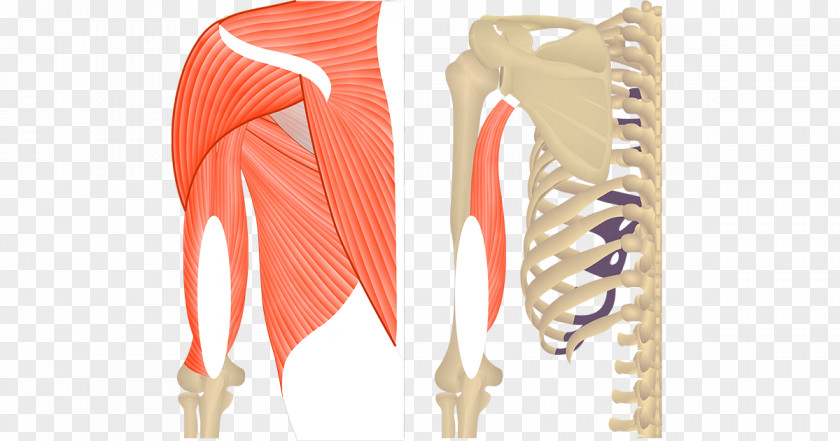The Upper Arm Triceps Brachii Muscle Teres Major Biceps Anatomy PNG