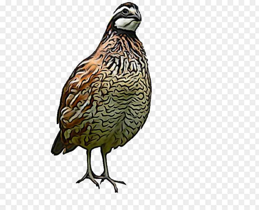 Wildlife Falconiformes Bird Cartoon PNG