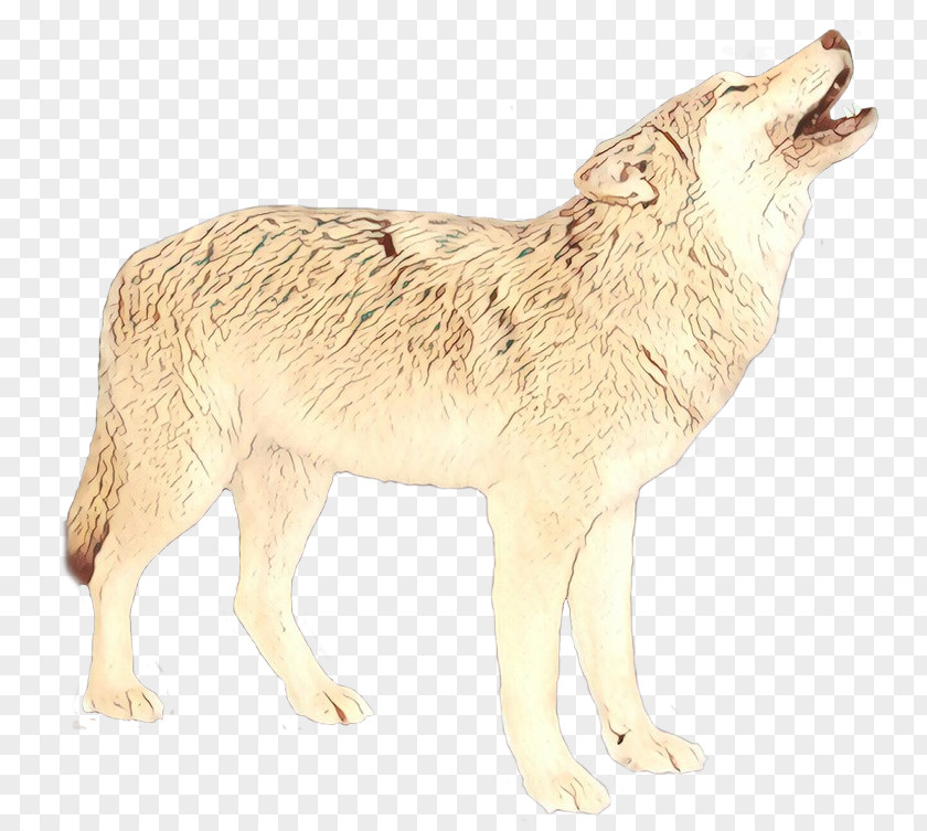 Alaskan Tundra Wolf Coyote Jackal Fauna Fur PNG