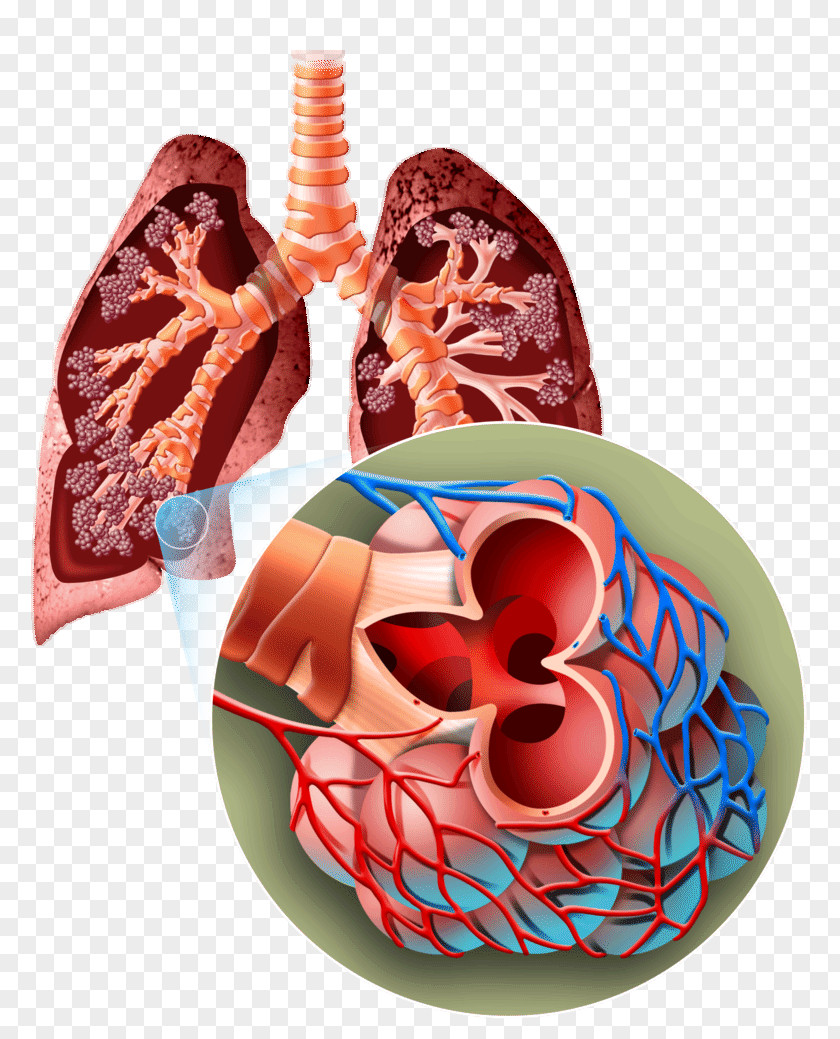Human Lungs Organism Breathing Lung Body Biology PNG