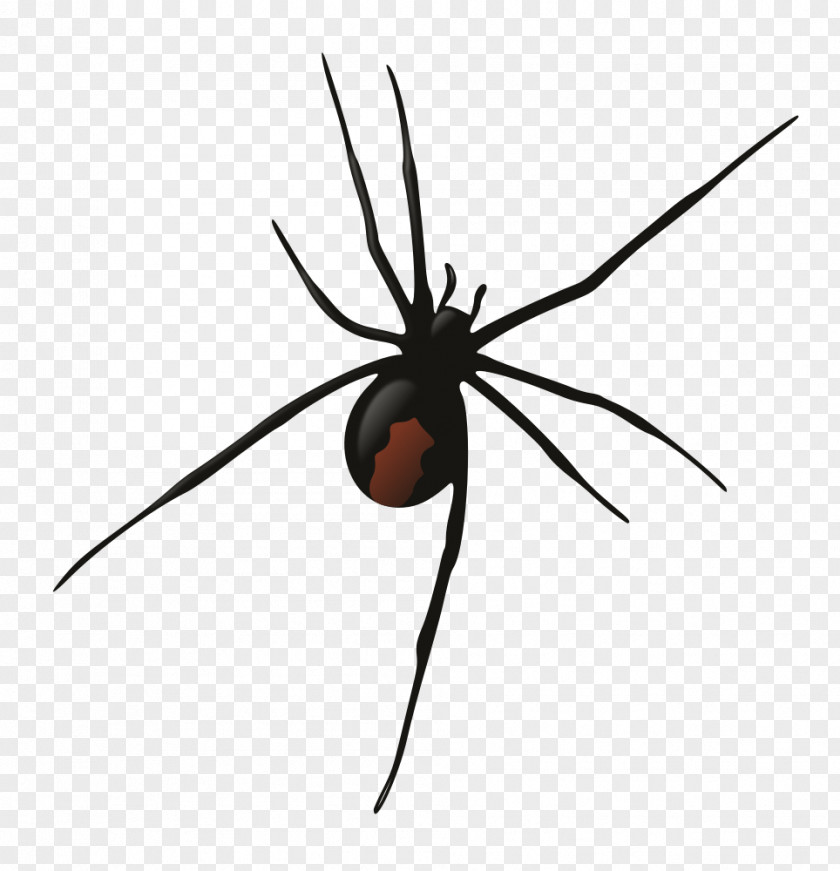 Spider Southern Black Widow Redback Wolf Clip Art PNG