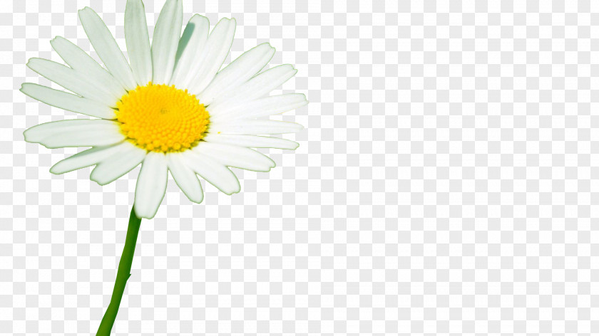 Blossoms Oxeye Daisy Roman Chamomile Transvaal Cut Flowers Plant Stem PNG