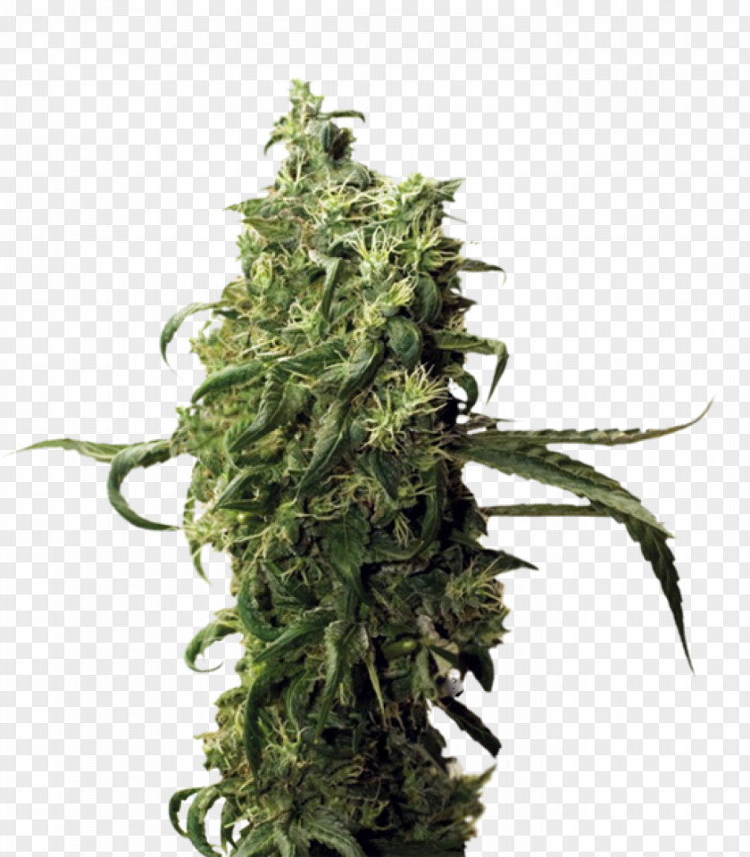 Cannabis Cultivar Hemp Seed Cash On Delivery PNG