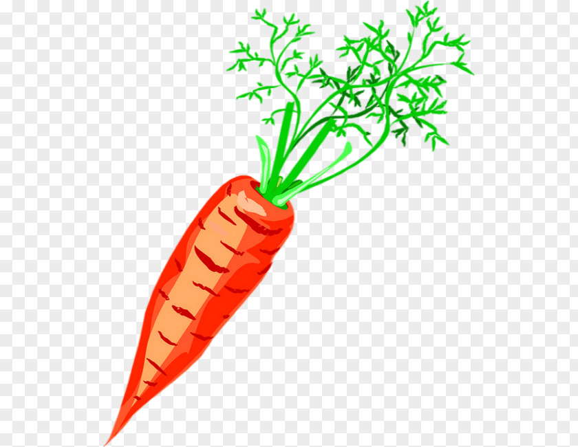 Carrot Clip Art Vegetable Drawing Soup PNG