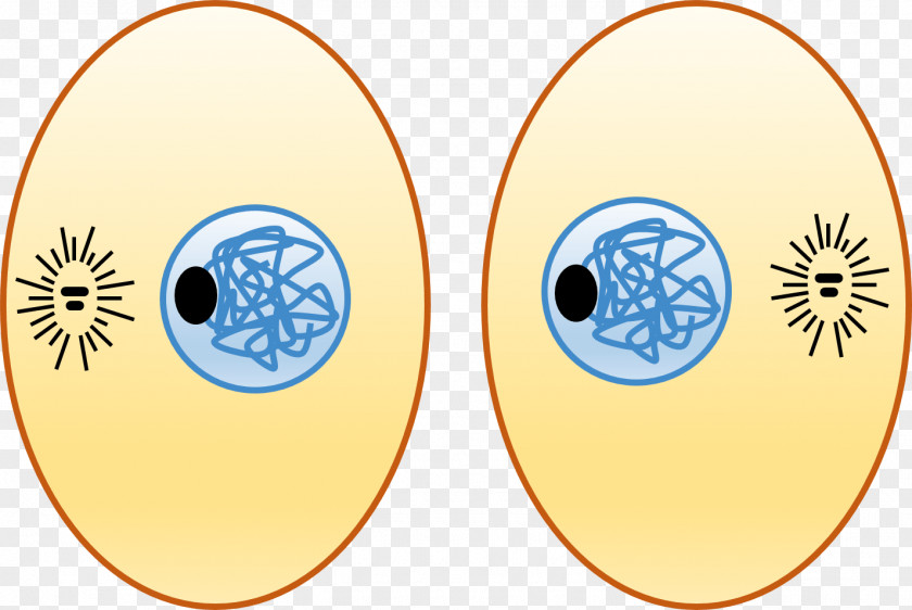 Chromosome Structure Cytokinesis Cell Interphase -kinesis Prophase PNG