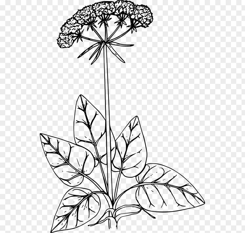 BUCKWHEAT Drawing Buckwheat Floral Design Clip Art PNG