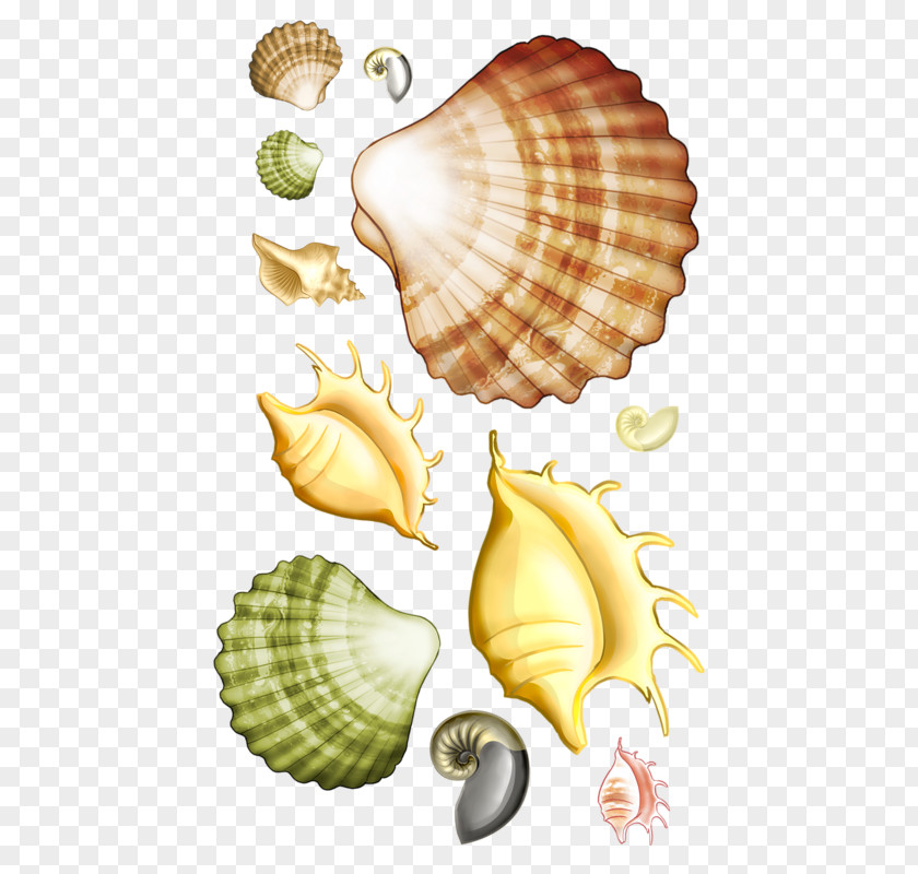 Cartoon Marine Life Scallops Conch Seashell Scallop Clip Art PNG
