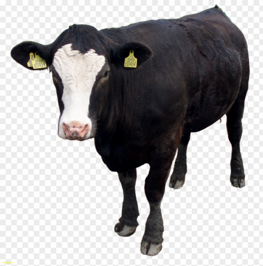 Clarabelle Cow Holstein Friesian Cattle Welsh Black Calf Bull PNG
