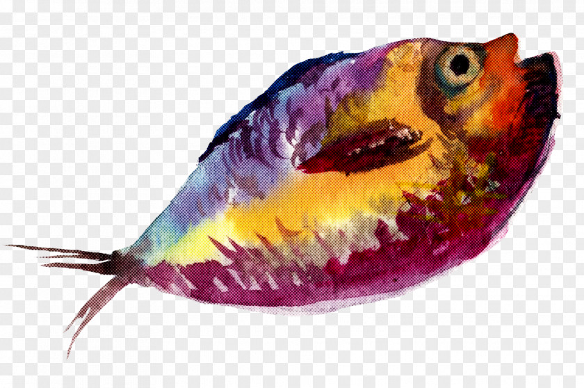 Fish Parrotfish PNG