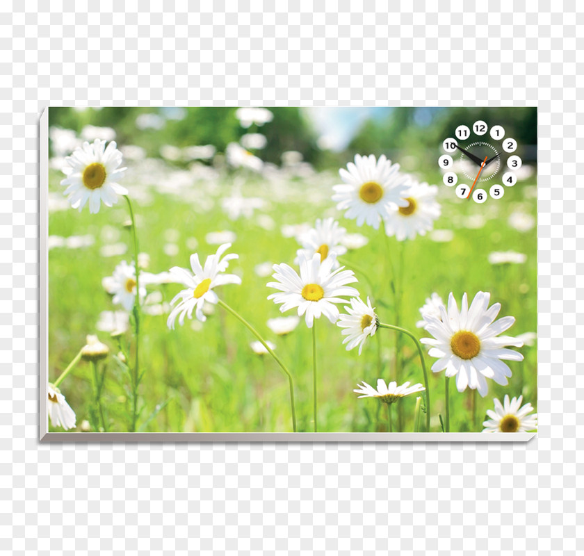 Hoa VÄƒn Square Foot Gardening Flower Child Wallpaper PNG