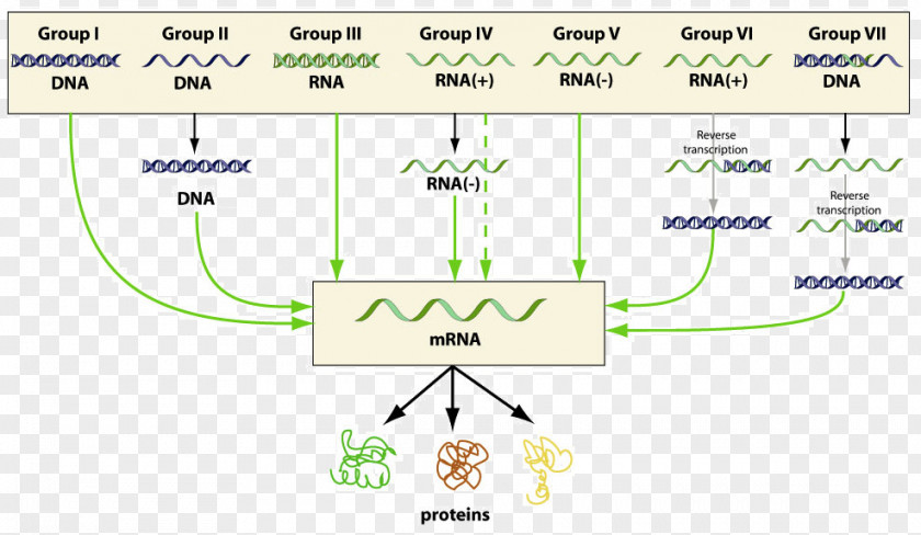 Influenzavirus B Baltimore Classification Virus Virology Infection PNG