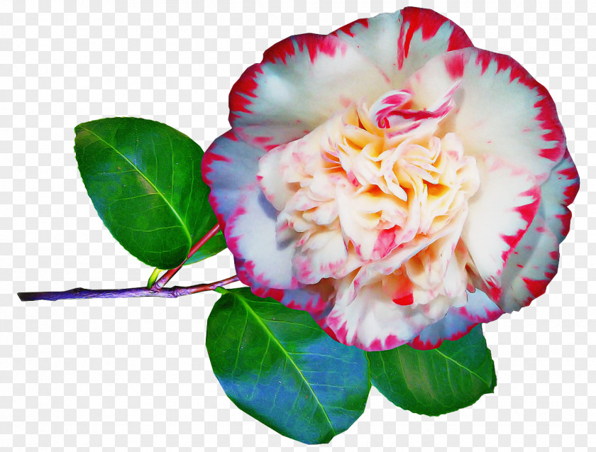 Rose Family Hybrid Tea Flowers Background PNG