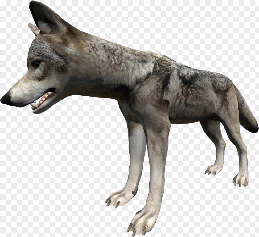 Saarloos Wolfdog Czechoslovakian Kunming DayZ Coyote PNG
