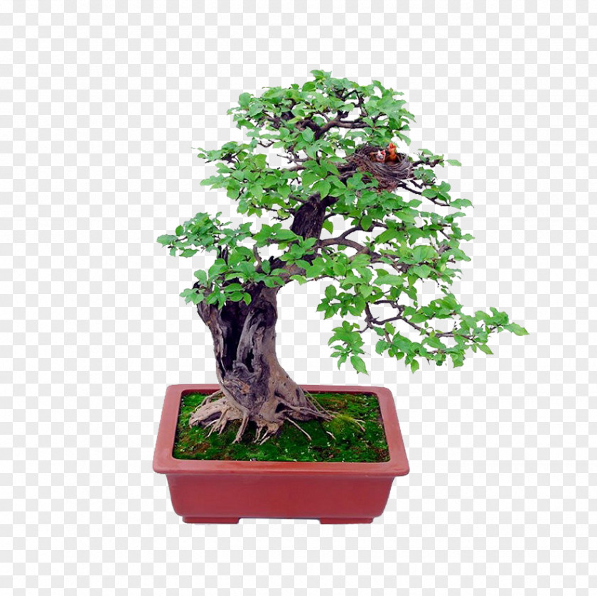Bonsai Pull Free Download Basics Beginning Bonsai: The Gentle Art Of Miniature Tree Growing Indoor PNG