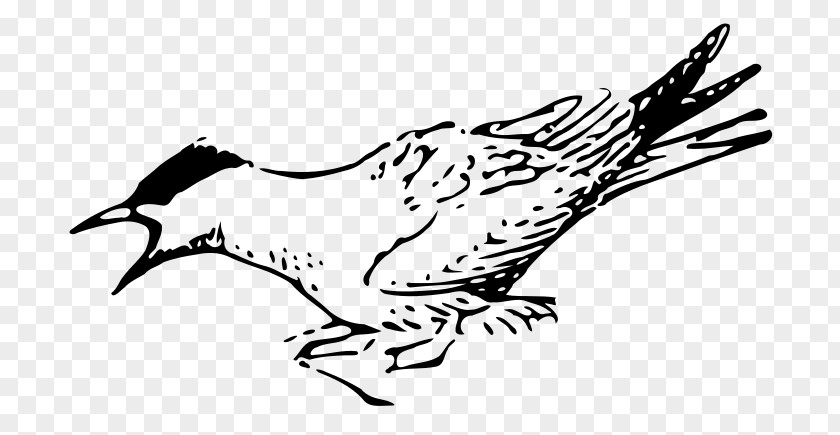 Cuckoo Hawk Bird Line Drawing PNG