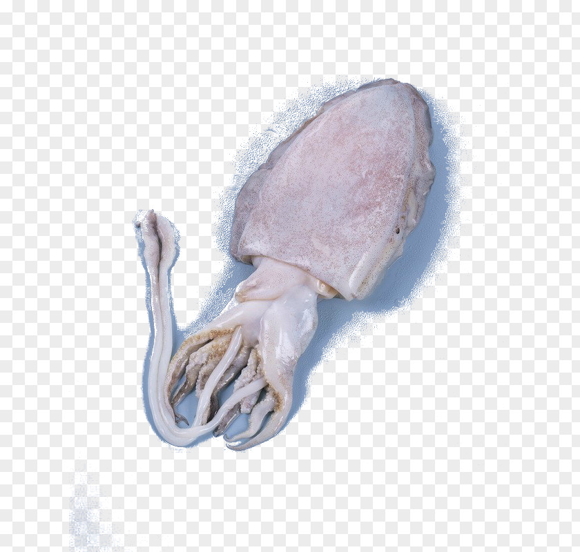 Deep-sea Jellyfish Deep Sea PNG