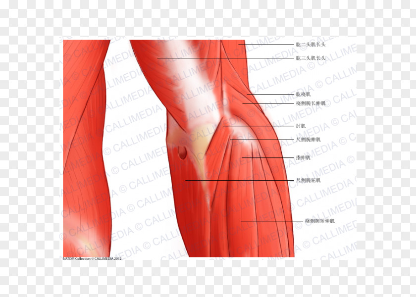 Elbow Cartoon Nerve Anconeus Muscle Anatomy PNG