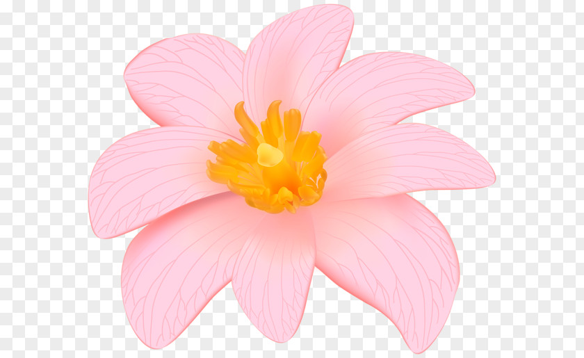 Exotic Desktop Wallpaper Pink Flowers Clip Art PNG