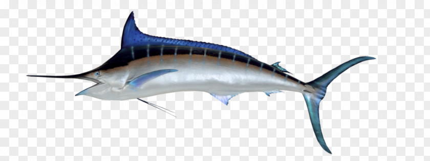 Fishing Atlantic Blue Marlin Black Sailfish White PNG