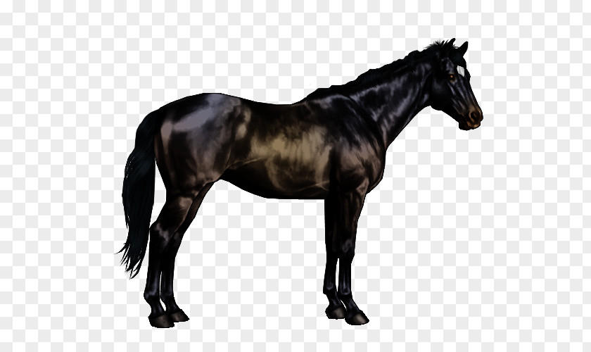 Mustang Arabian Horse Andalusian Stallion Appaloosa PNG