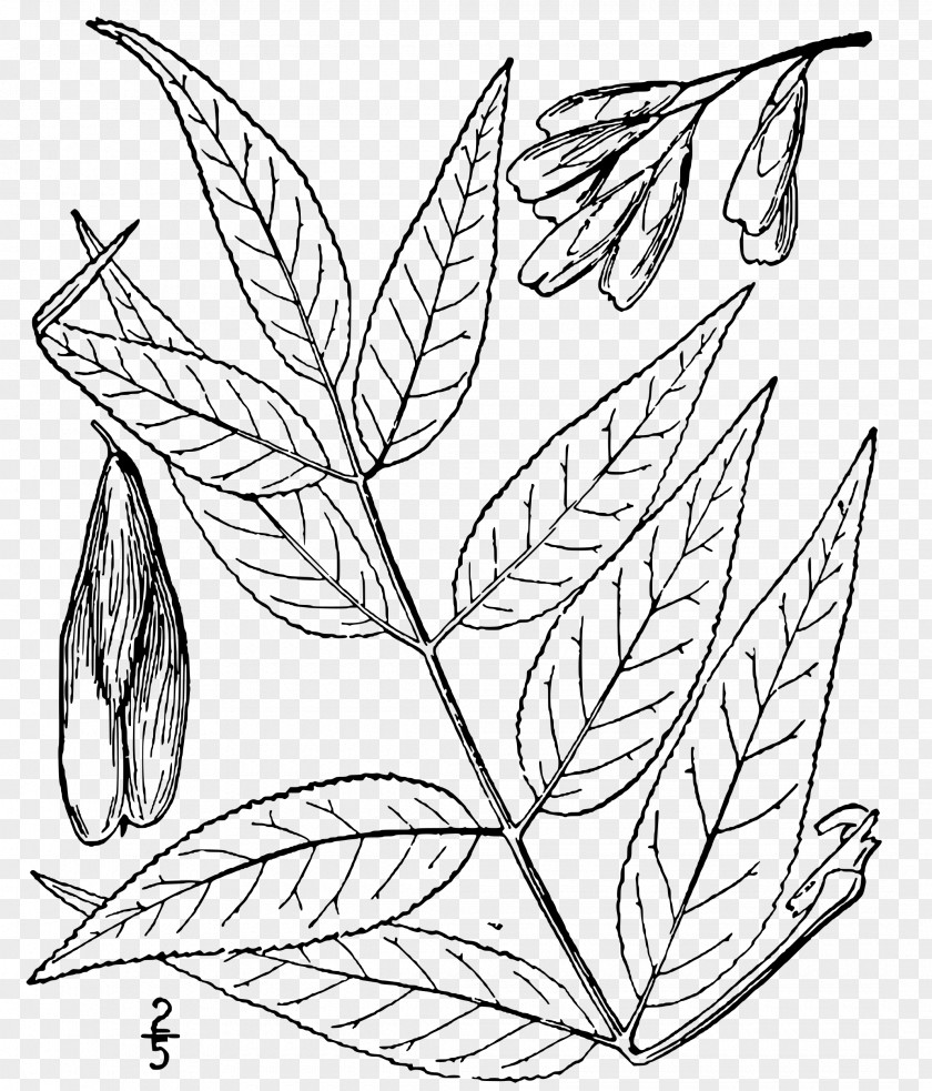 Plant Twig Blue Ash Fraxinus Angustifolia Askur Americana PNG