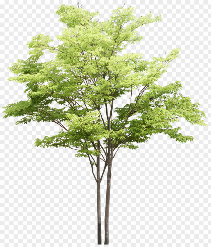 Tree Plant Ash PNG