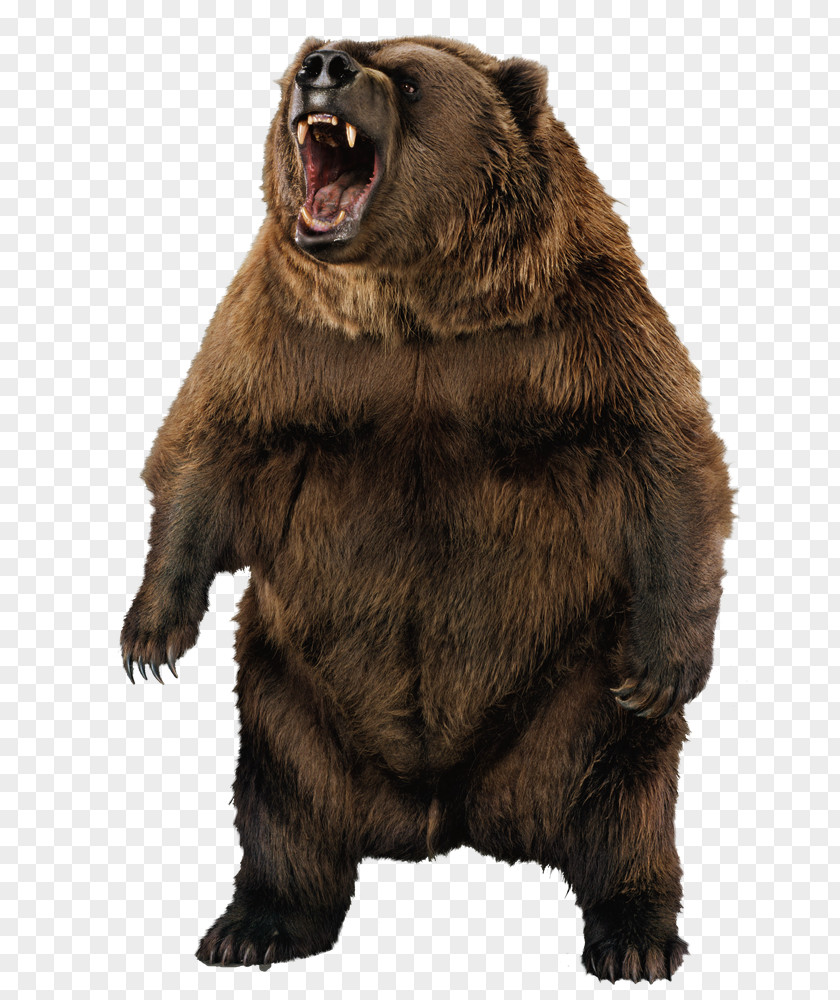 Bear Grizzly Portraits D'ours Brown PNG
