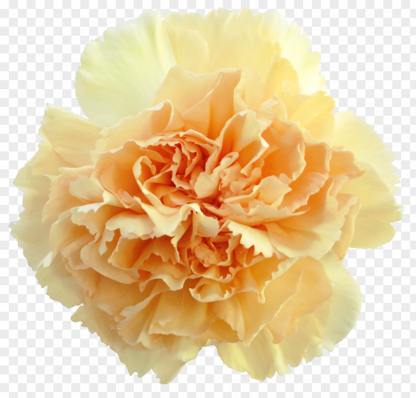 CARNATION Carnation Perri Farms Wholesale Garden Roses Cut Flowers PNG