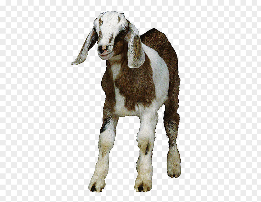 Lamb Physical Map Sheep Goat Clip Art PNG