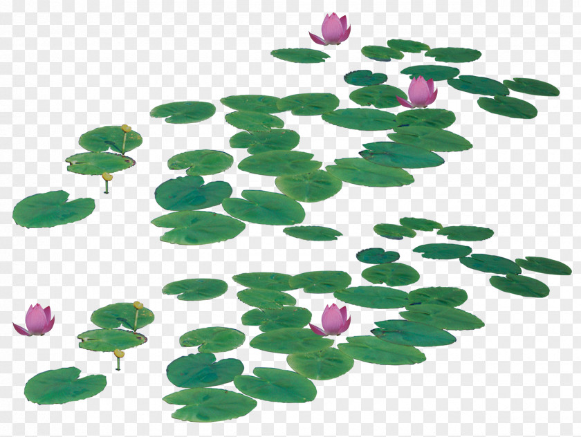 Lotus Leaf Nelumbo Nucifera Icon PNG